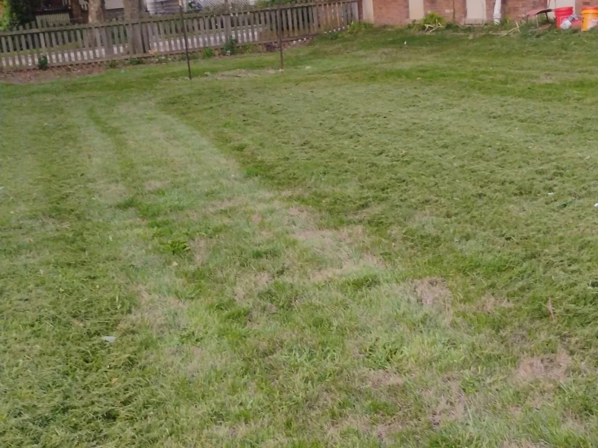 Freshly cut lawn with mowing stripes along a fenced yard